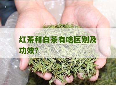 红茶和白茶有啥区别及功效？