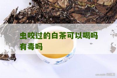 虫咬过的白茶可以喝吗有毒吗