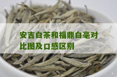 安吉白茶和福鼎白毫对比图及口感区别