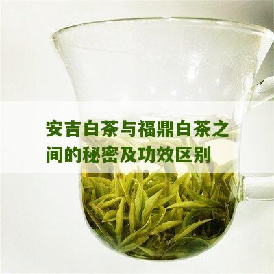 安吉白茶与福鼎白茶之间的秘密及功效区别