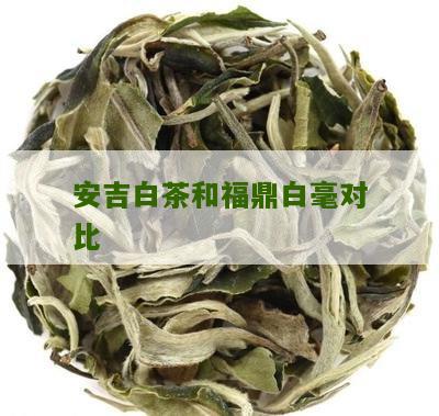 安吉白茶和福鼎白毫对比