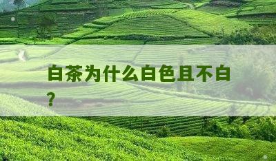 白茶为什么白色且不白？