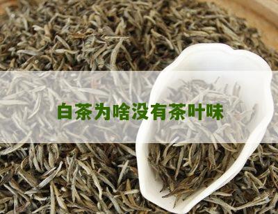 白茶为啥没有茶叶味