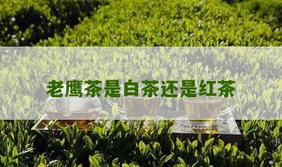 老鹰茶是白茶还是红茶