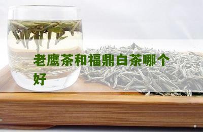 老鹰茶和福鼎白茶哪个好