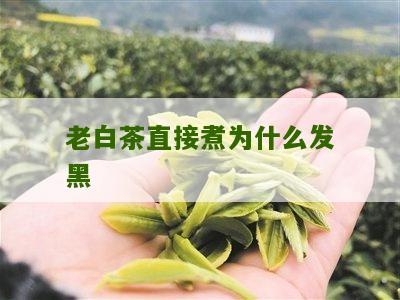 老白茶直接煮为什么发黑