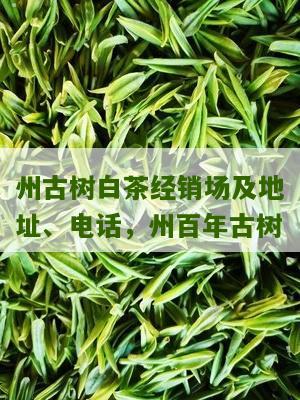 州古树白茶经销场及地址、电话，州百年古树