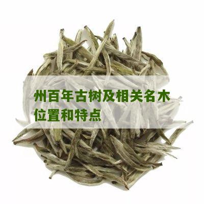 州百年古树及相关名木位置和特点