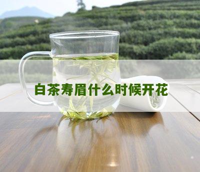 白茶寿眉什么时候开花