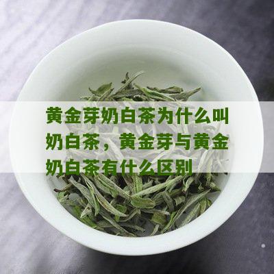 黄金芽奶白茶为什么叫奶白茶，黄金芽与黄金奶白茶有什么区别