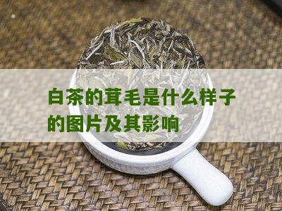 白茶的茸毛是什么样子的图片及其影响