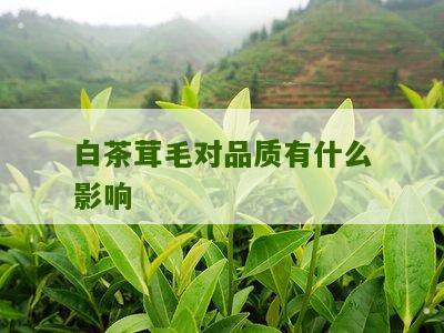 白茶茸毛对品质有什么影响