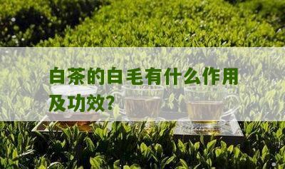 白茶的白毛有什么作用及功效？