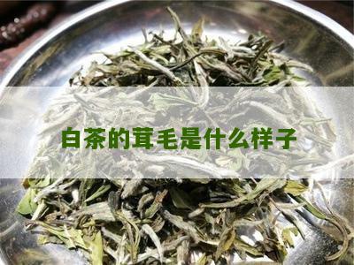 白茶的茸毛是什么样子