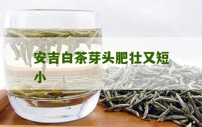 安吉白茶芽头肥壮又短小