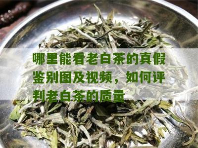 哪里能看老白茶的真假鉴别图及视频，如何评判老白茶的质量