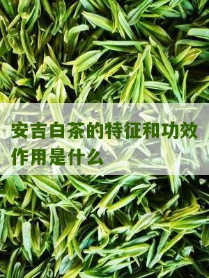 安吉白茶的特征和功效作用是什么