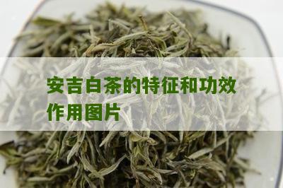 安吉白茶的特征和功效作用图片