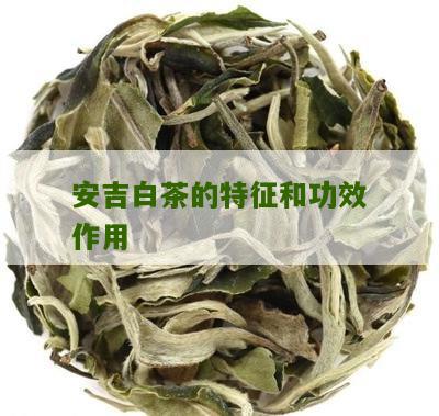 安吉白茶的特征和功效作用