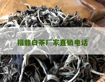 福鼎白茶厂家直销电话