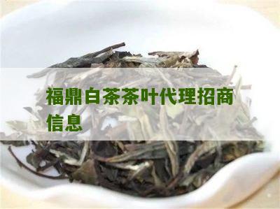 福鼎白茶茶叶代理招商信息