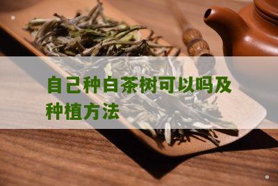 自己种白茶树可以吗及种植方法