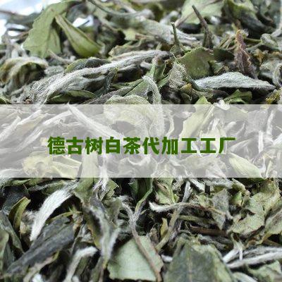 德古树白茶代加工工厂