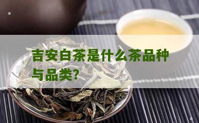 吉安白茶是什么茶品种与品类？