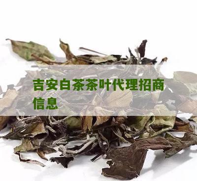 吉安白茶茶叶代理招商信息