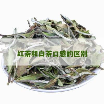 红茶和白茶口感的区别