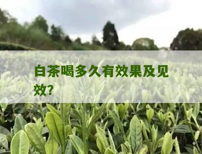 白茶喝多久有效果及见效？