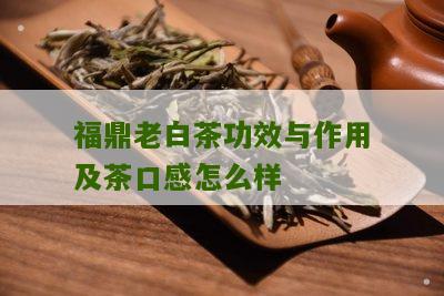 福鼎老白茶功效与作用及茶口感怎么样