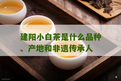 建阳小白茶是什么品种、产地和非遗传承人