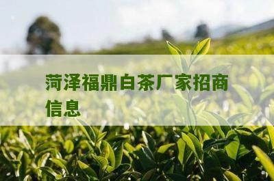 菏泽福鼎白茶厂家招商信息