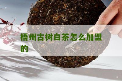 梧州古树白茶怎么加盟的