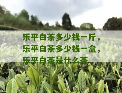 乐平白茶多少钱一斤，乐平白茶多少钱一盒，乐平白茶是什么茶