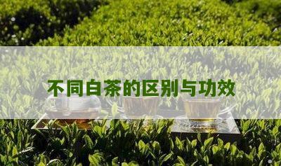 不同白茶的区别与功效