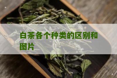 白茶各个种类的区别和图片