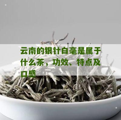 云南的银针白毫是属于什么茶，功效、特点及口感