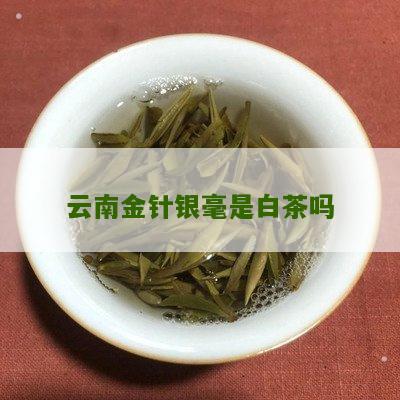 云南金针银毫是白茶吗