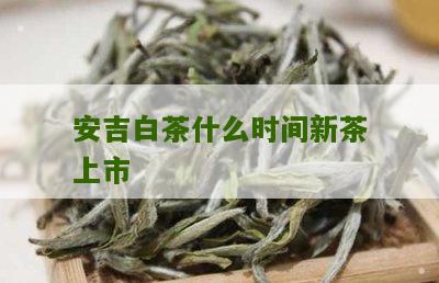 安吉白茶什么时间新茶上市