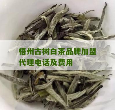 梧州古树白茶品牌加盟代理电话及费用