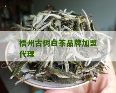 梧州古树白茶品牌加盟代理