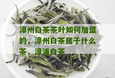 漳州白茶茶叶如何加盟的，漳州白茶属于什么茶，漳浦白茶