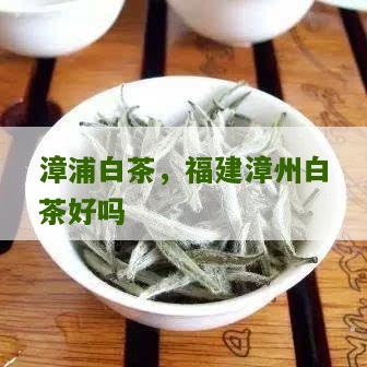 漳浦白茶，福建漳州白茶好吗