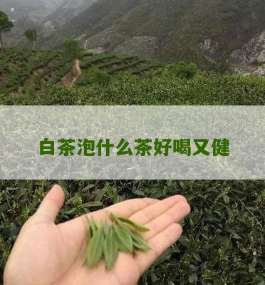 白茶泡什么茶好喝又健