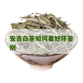 安吉白茶如何看好坏鉴别