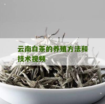 云南白茶的养殖方法和技术视频