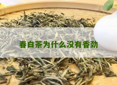 春白茶为什么没有香劲