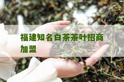 福建知名白茶茶叶招商加盟